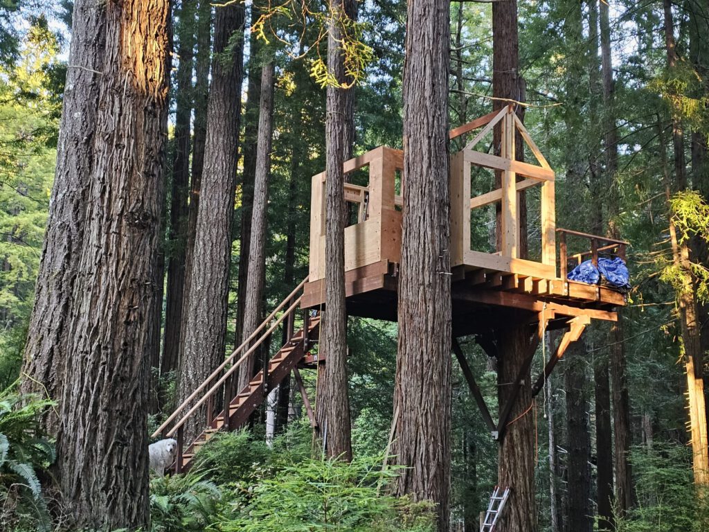 Framing, with the exterior plywood installed. Roof framing started.