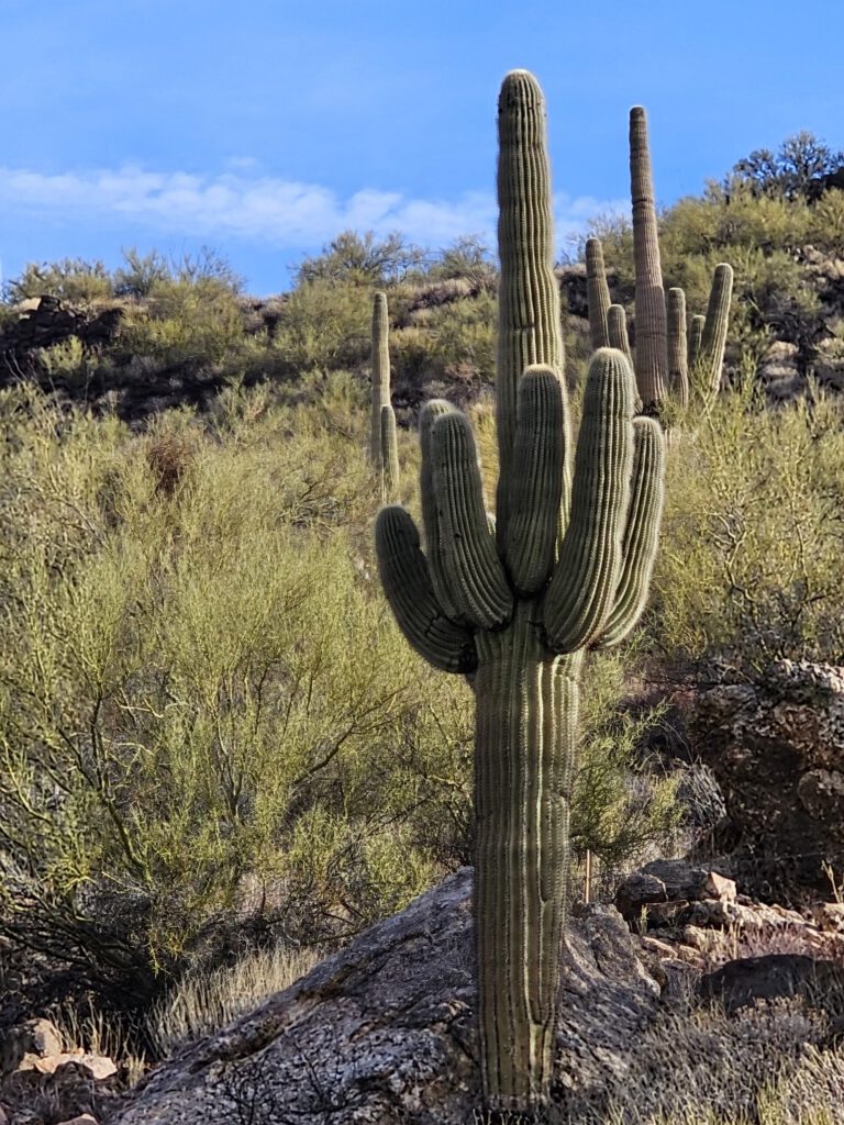 Saguaro Cacti in the High Arizona Desert