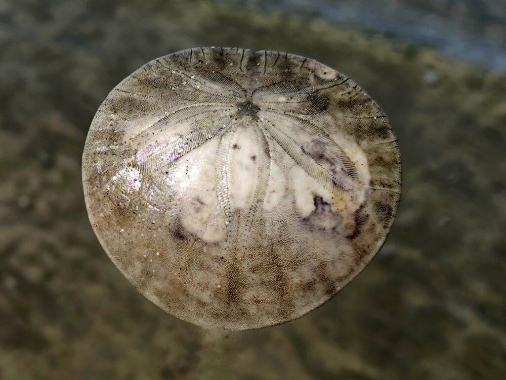 Sand Dollar