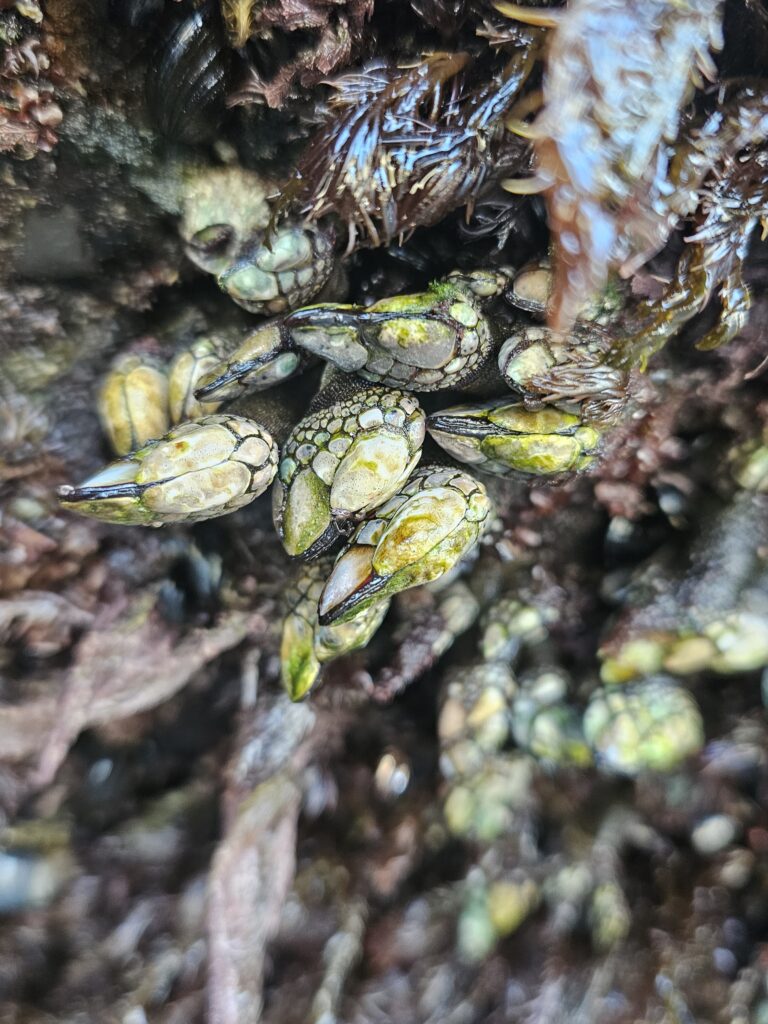 Seashells on a rock