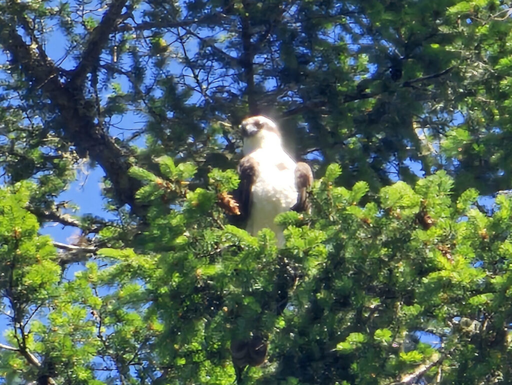 Osprey Hawk