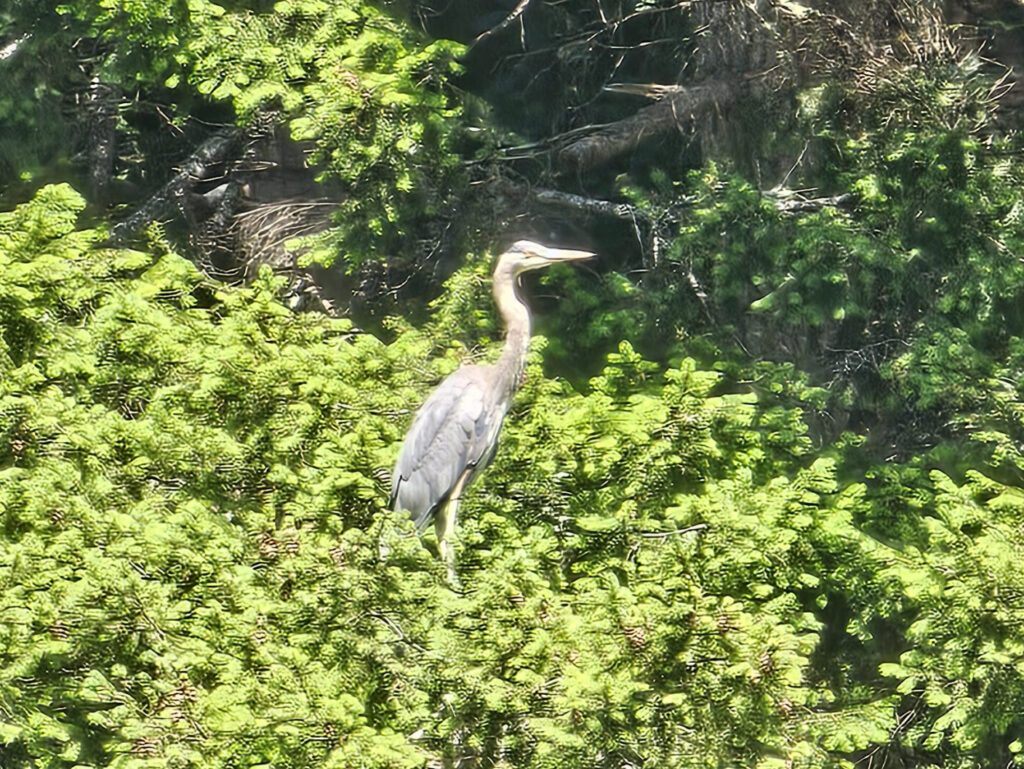 Great Blue Heron